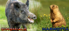 cinghiale