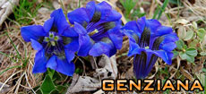 genziana