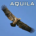 aquila