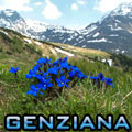 genziana