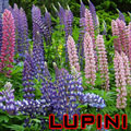 lupini