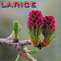 larice