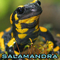 salamandra