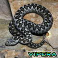 vipera